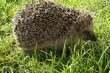Trzy jeże wpadły w pułapkę. Pomogli strażnicy miejscy