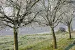 Region. Przymrozki zniszczyły sady i plantacje truskawek 