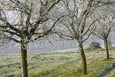 Region. Przymrozki zniszczyły sady i plantacje truskawek 