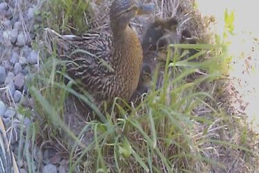Opera doczekała się dziewięciorga kacząt. Trwa konkurs na ich imiona [WIDEO]
