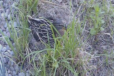 Kaczęta w Operze. Wybrano dla nich imiona