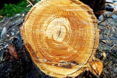 Drzewo przygniotło dwóch robotników. Pracodawca prawomocnie skazany