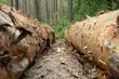 Niewystarczająca ochrona Puszczy Białowieskiej. Raport NIK