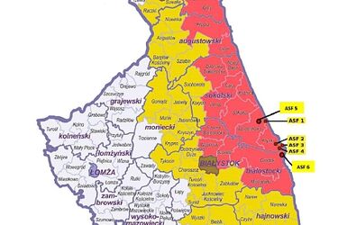 Kolejne przypadki afrykańskiego pomoru świń w naszym regionie