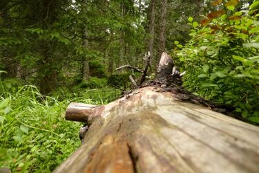 Leśnicy odnoszą się do raportu NIK ws. słabej ochrony Puszczy Białowieskiej