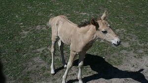 Zoo ma dwójkę nowych dzieci [ZDJĘCIA]