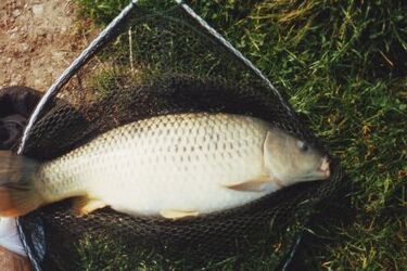 Krył kłusowników w zamian za ryby. Strażnik skazany