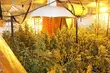Os. Wygoda. Gigantyczna plantacja marihuany w domu 32-latki