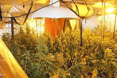 Os. Wygoda. Gigantyczna plantacja marihuany w domu 32-latki