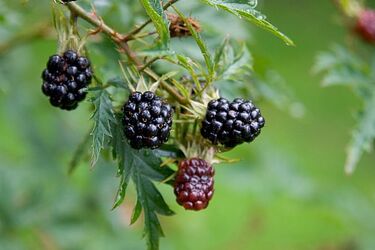 Wycieczka do lasu może skończyć się groźną, a nawet śmiertelną chorobą