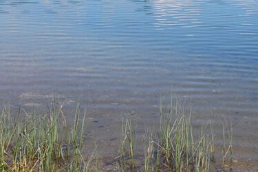 Kobieta utonęła w przydomowej sadzawce