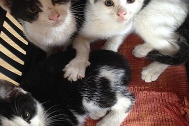 Kurier wyrzucił z samochodu kociaki. Zwierzaki szukają nowego domu 