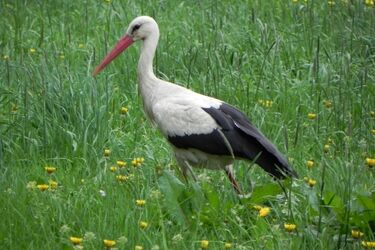 Rajd rowerowy Podlaskim Szlakiem Bocianim