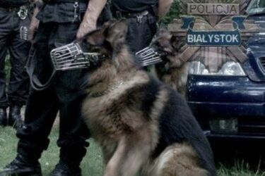 Złodziej wpadł, bo wytropił go policyjny pies