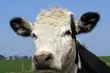 Spółdzielnia mleczarska z Podlasia krajowym liderem