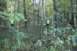 80-latek zgubił się w lesie. Szukała go policja i straż pożarna