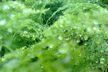 Pogoda na czwartek. Będzie chłodno i deszczowo