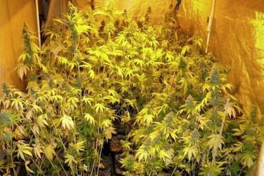 Podlewali, dbali i opryskiwali. Właściciele plantacji marihuany skazani