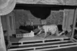 Opera w Aula Magna. Specjalna scena przyjechała ze Szwecji