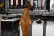 Papierosy ukryte w tirach. Wykryły je owczarki belgijskie