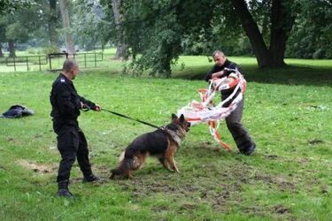 Pościg, obezwładnianie i konwojowanie. Policja szkoliła psy służbowe w parku