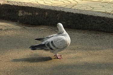 Urwał gołębiowi głowę. Mężczyznę zatrzymała policja