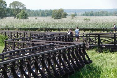 Kładki nad Narwią. Rodzinny weekend na łonie natury