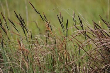 Sianokosy na bagiennych łąkach nad Biebrzą 