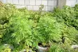 Wyjechał do Francji. W domu została plantacja marihuany