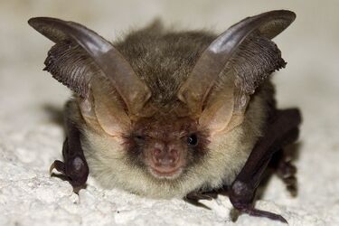 W jadalni zadomowił się... nietoperz. Interweniowali strażnicy