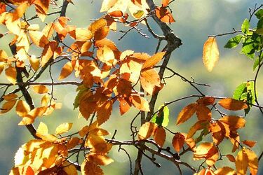 Ciemne chmury nie przyniosą deszczu. Pogoda na dziś