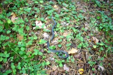 Os. Białostoczek. Zaskroniec grasował przy stacji transformatorowej