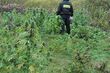 Pole marihuany w środku lasu. Policjanci zatrzymali ich właściciela