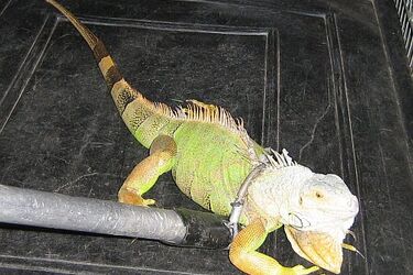 Metrowy legwan w krzakach przy ul. Poleskiej