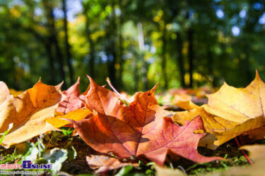Druga połowa października ciepła i deszczowa - prawdziwa jesień [ZDJĘCIA]