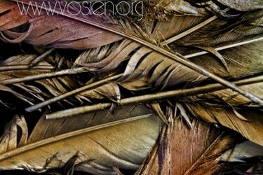 Koncerty w regionie i Białymstoku. Czas na Festiwal "Bardauskaja Vosień"