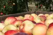 W sklepach będą rozdawane jabłka