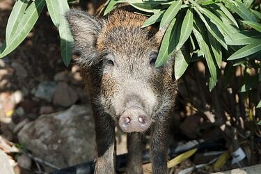 Dzik wtargnął na drogę. Dwie osoby w szpitalu