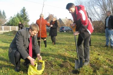 Sadzili drzewa w Święto Niepodległości