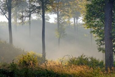Czeka nas mglisty i wietrzny dzień