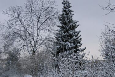 Kilkanaście gmin bez prądu. Wszystko przez mokry śnieg