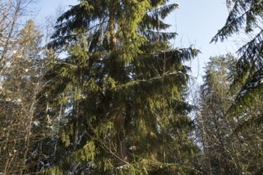 W Operze powstaje łańcuch choinkowy. Będzie najdłuższy w mieście