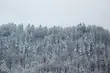 Mglista środa