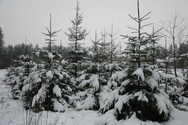 Choinki od leśników. Rusza sprzedaż drzewek na święta