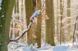Wtorek mroźny i z opadami śniegu