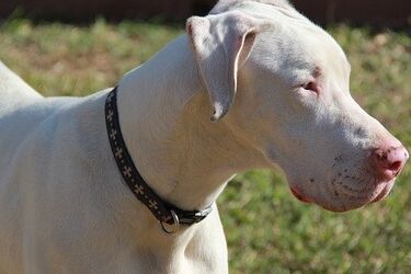 Pies ze schroniska pogryzł właściciela. Zwierzę było agresywne