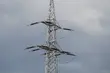 Miało być 24, a jest tylko 5. Rząd obcina Podlaskiemu inwestycje energetyczne