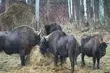 Żubry w internecie. Transmisja online bije rekordy popularności [WIDEO]