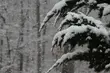 Poniedziałek śnieżny i chłodny