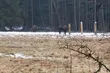 70 ton karmy dla żubrów. Trwa akcja w Puszczy Knyszyńskiej